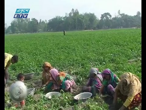 জয়পুরহাটে আলুর বাম্পার ফলন