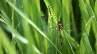 Download lagu Untukmu Gadisku By Frangky & Jane .flv mp3