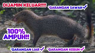 Download lagu Suara pikat garangan PALING AMPUH‼️#suaragarangan mp3 Download lagu Suara pikat garangan PALING AMPUH‼️#suaragarangan mp3