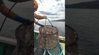 船長歓喜！バイかご漁で海の幸が大集合 #漁師 #バイ貝 #大漁