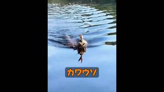 なぜカワウソはあんなに甘えん坊なの？ #動物 #animals #動物プロダクション #自然 #癒し