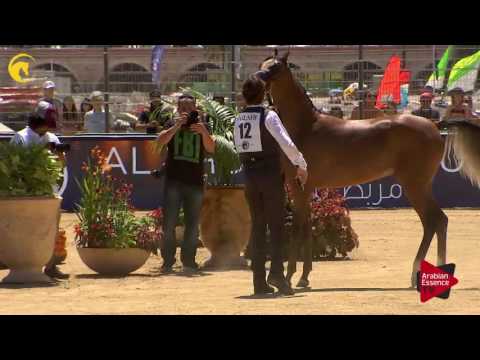 N.12 MAHERA RC - MENTON 2017 - Yearling Fillies (Class 1A)