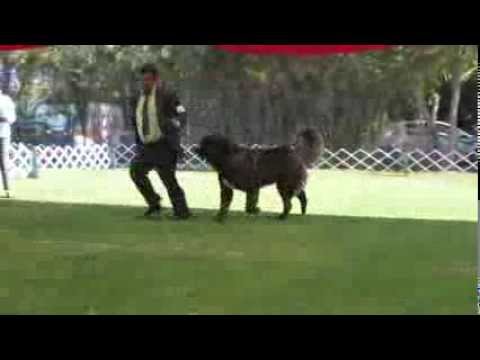 Faya de Bolintin Deal