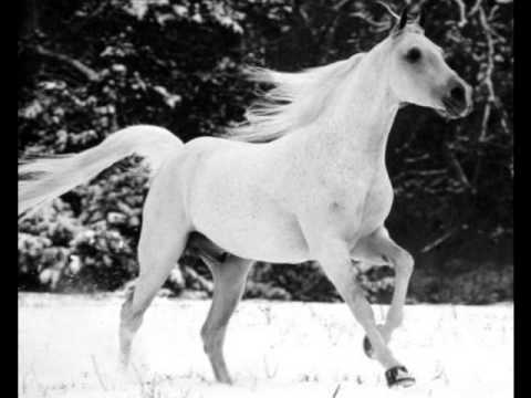 Hani bekleyecektin.wmv