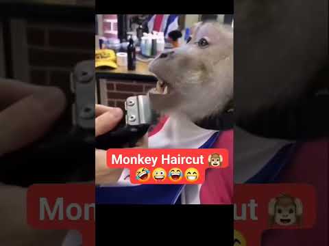 Monkey Hairstyles 🐒✂️🤣🙈😂 #youtubeshorts #shorts #viralshorts #monkey #shortsfeed #funny #ytshorts