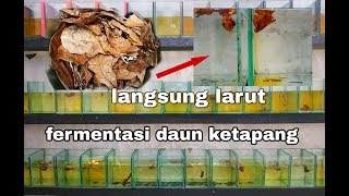 Download lagu Cara mengolah daun  ketapang | fermentasi daun ketapang untuk ikan cupang mp3