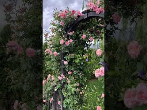 ドワーフローズ「アミュレット」 植物