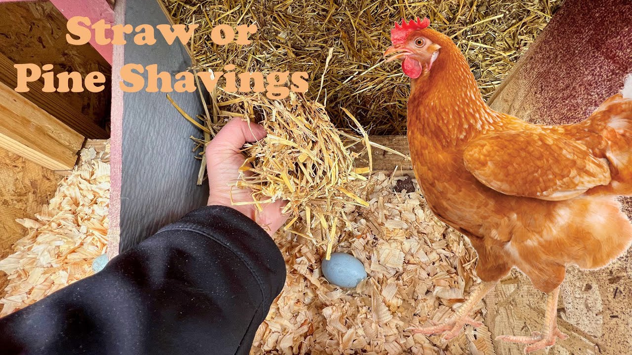 When to Use Straw or Pine Shavings for Chicken Nest Boxes