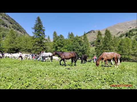 CAVALLI ALLA FIERA IL " RITORNO DALL' ALPE " A PONTECHIANALE (CN) VALLE VARAITA. DOM. 11 - 9 - 2022.