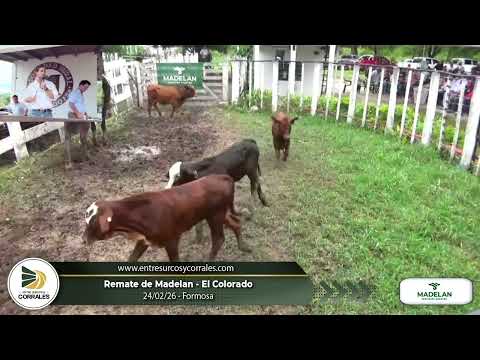 24-02-26 - Remate de Madelan - El Colorado, Formosa