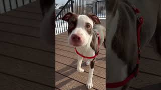 Video preview image #1 Mutt Puppy For Sale in Princeton, MN, USA