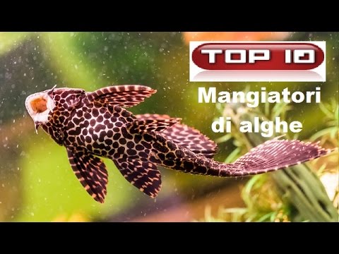 Top 10 Pesci alghivori per acquario dolce 