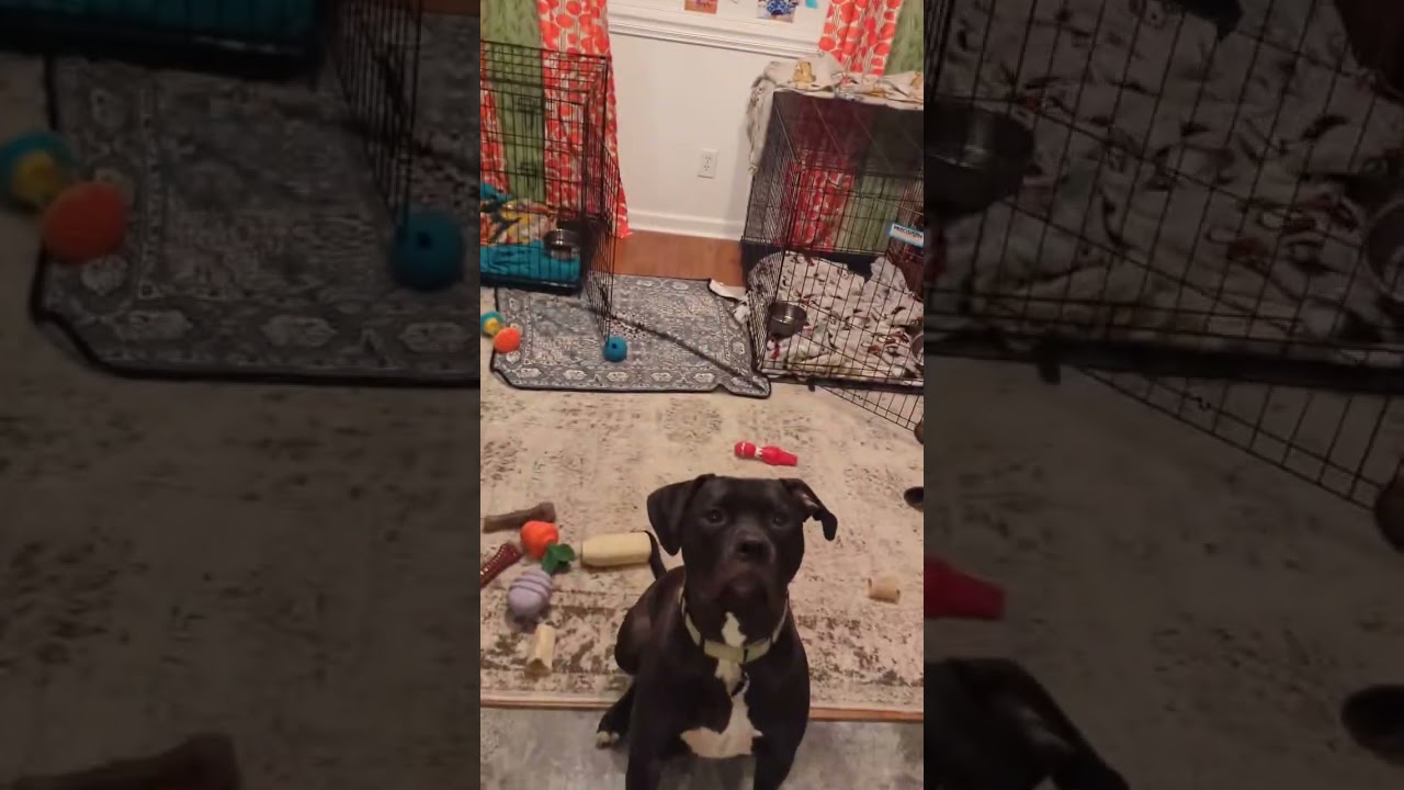 Jakoby, a Adoptable mixed breed in Savannah, GA video 6/6