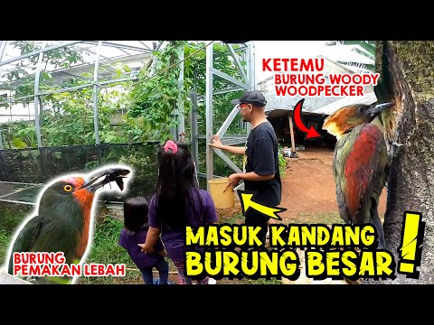 Pixel Masuk Aviary Kandang Burung Besar, Ketemu Burung Woody Woodpecker & Burung Pemakan Lebah !!!