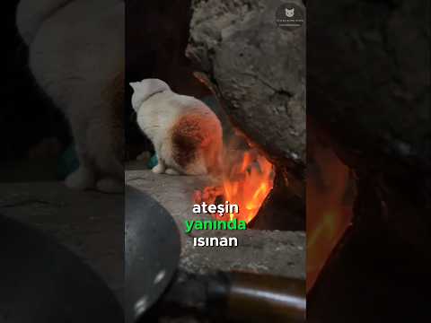 Kediler Yansa Bile Ateşten Neden Kaçmaz? 🐈🔥😱