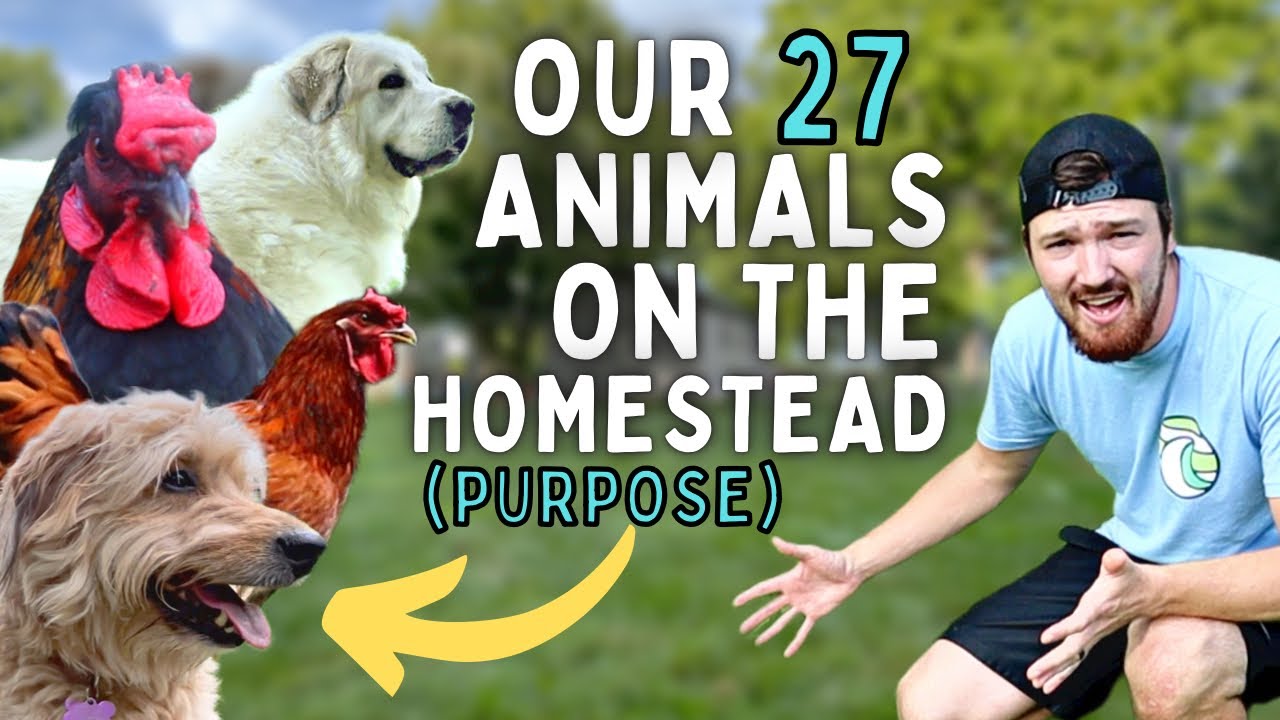 Main PURPOSE of all 27 ANIMALS on our HOMESTEAD