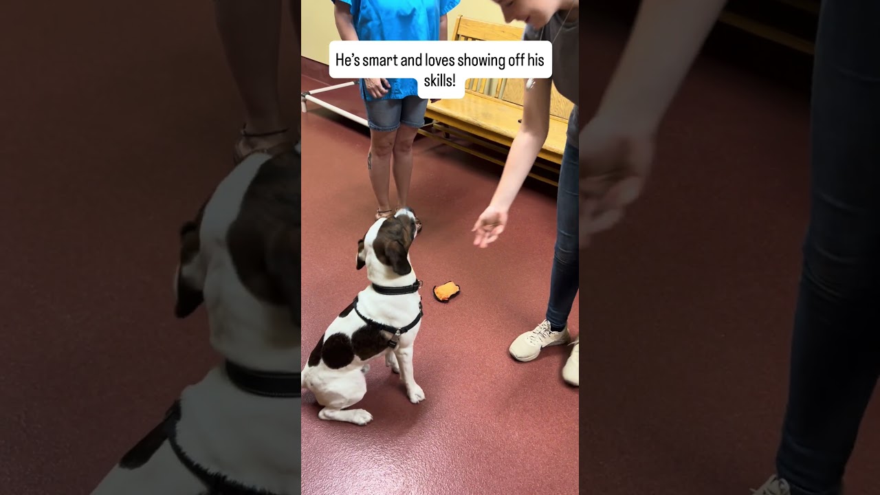 Dave, a ADOPTABLE mixed breed in Accident, MD video 6/6