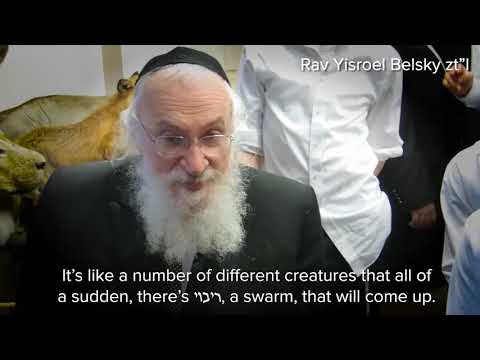 Techeiles Chilazon Identity - Appearing once Every 70 Years - Rabbi Yisroel Belsky ZT"L