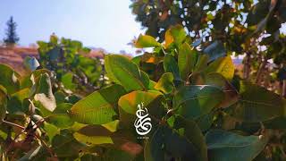 اناشيد سوف نمضي في دروب نغمة رنين