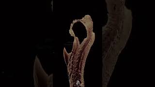 Download lagu Selamat Datang Di Akhir Zaman #memedakwah #shorts mp3