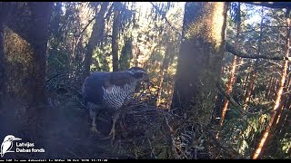 Gniazdo orlika krzykliwego, Zemgale, Łotwa -  Jastrząb porządkuje gniazdo 2025 10 29