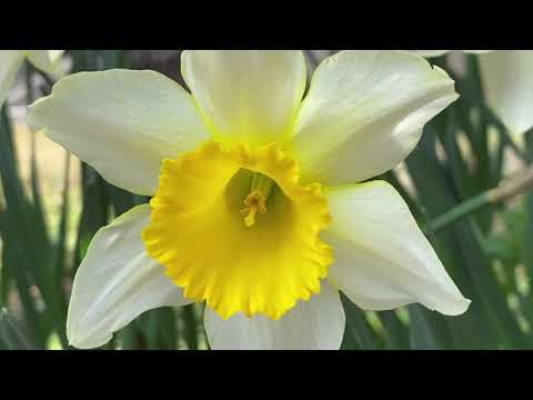 Japan's Spring Flower Parks Beyond Sakura: Tulips, Rapeseed, and Nemophila