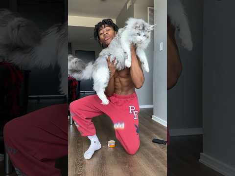 I taught my Mainecoon 4 tricks #cats #mainecoon