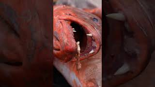The Largest Fish Market In Kribi Cameroon