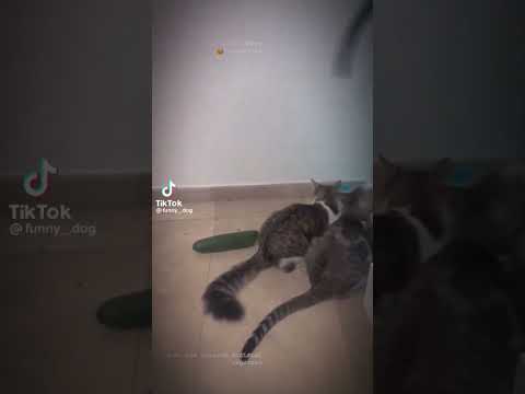 Cats vs cucumbers