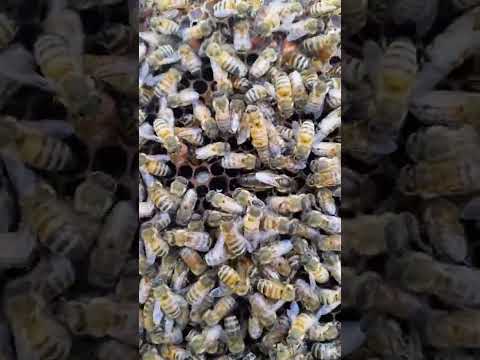 Have you heard the buzz? Today is World Bee Day!