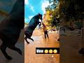 Massive Buffalo Jump Tiktok Viral Shortvideos Shorts