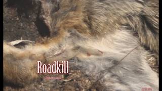 Roadkill: Out Friday
