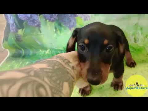 Teckel Hembra de Tiana Junior y Tilo 0372 - AQUANATURA