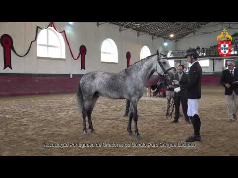 221022 18 Magnum - Aprovação de Garanhões