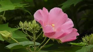 Flowers in early Autumn 初秋の花***【4K/30fps】-2024/9/3-