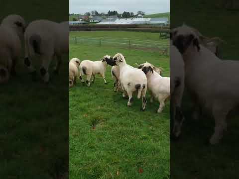 4 Valais Blacknose breeding ewe's for sale - Image 2