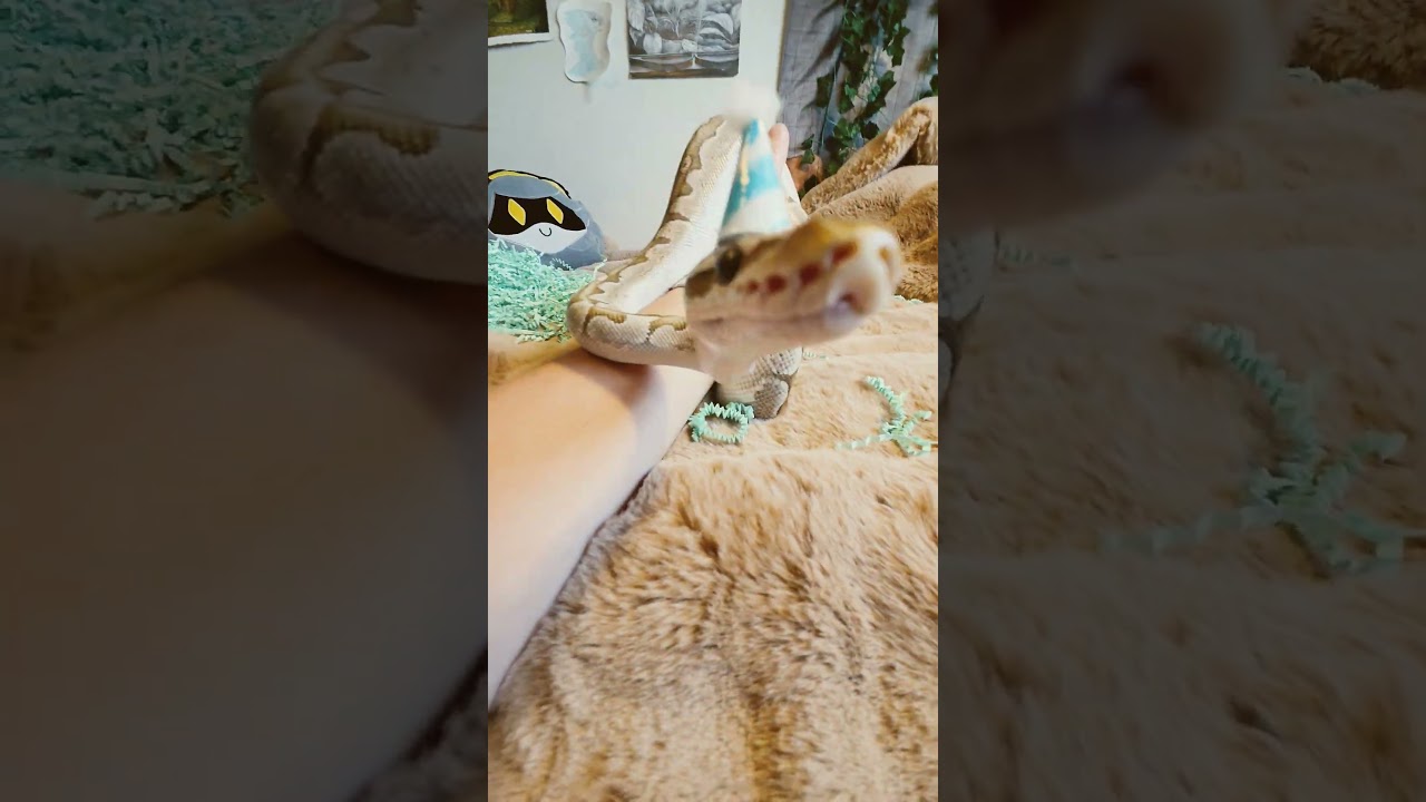 MY SON IS NOW 3 YEARS OLD!!! HAPPY BIRTHDAY MY CHILD #snake #ballpython #cute #birthday #snoot