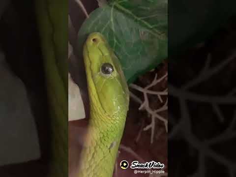 Green snake damage eyes  repair