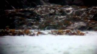 Harlequin Duck - 1st March 2013, Balranald RSPB, North Uist, Outer Hebrides, Scotland, UK