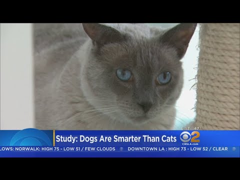 Study Finds Brains Of Dogs Have Twice As Many Neurons Than Cats