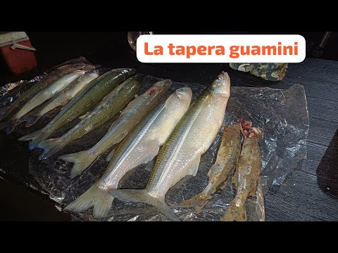 LOS PEJE DE ORILLA EN GUAMINI:PESQUERO LA TAPERA.