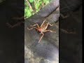 Flying Weta