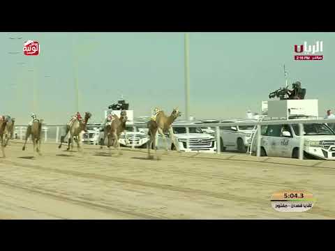 ش 2 الخنجر (المصقل) لـ ناصر هزاع ناصر الشهواني 7:17:68, مهرجان الأمير الوالد2026/2/6 لقايا الشحانية