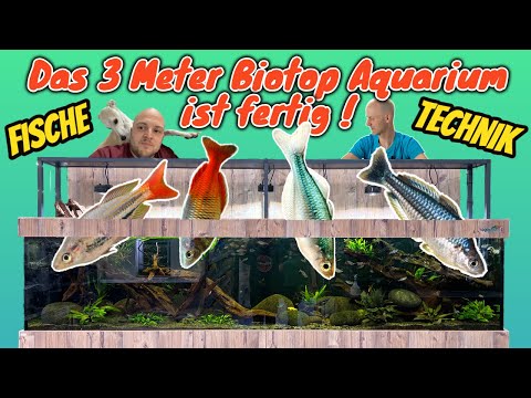 Fische für das XXL Biotop Aquarium + Beckenvorstellung