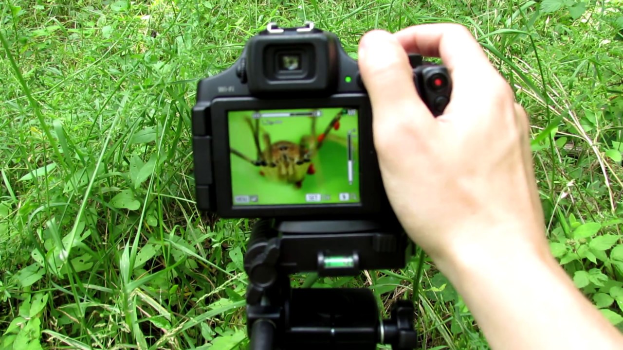 Super Macro Photography Tutorial - Canon PowerShot & Raynox DCR-150 Macro Lens
