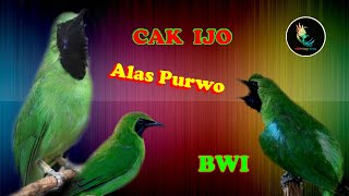 Download lagu Masteran Cucak Ijo Khas Asli Banyuwangi mp3