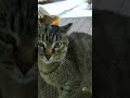 Cat sound to attract cats. realistic multiple meows/kitten - funny cats