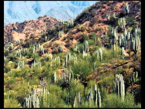 internacional remolino mix