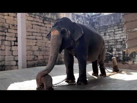 Sivagami at bairavar temple.