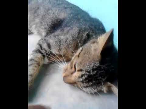 anak kucing yang malu-,alu di kamera..lucu